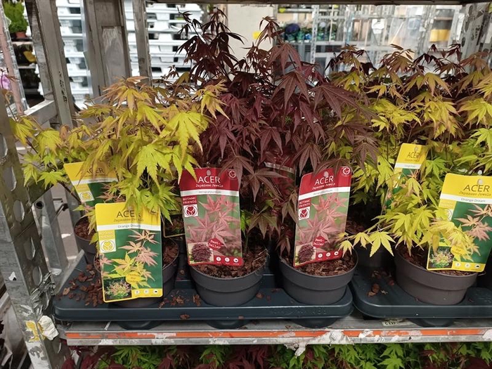 <h4>Acer palmatum</h4>