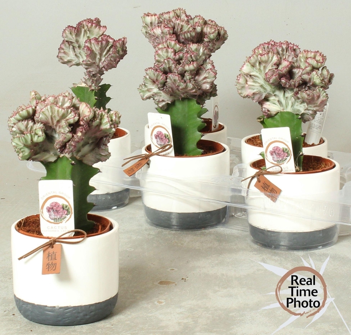 <h4>EUPHOR LAC CRISTATA</h4>