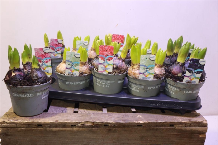 <h4>arr8 Hyacin Gem 4 Kl</h4>