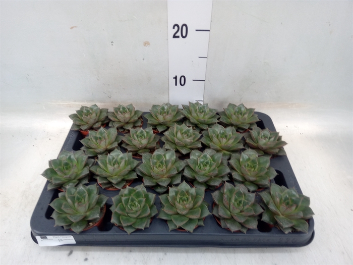 <h4>Echeveria purpusorum</h4>