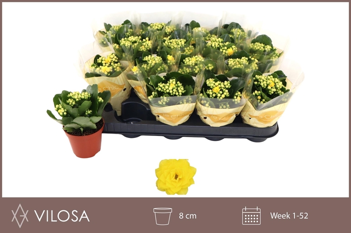 <h4>KAL GE NOLIN YELLOW</h4>