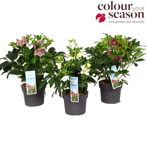 Helleborus orientalis mix P19