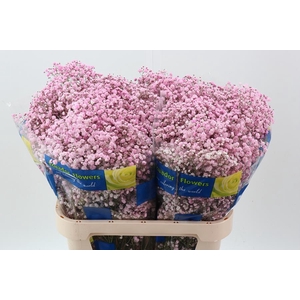 Gy Xlence 40 Gram Pink