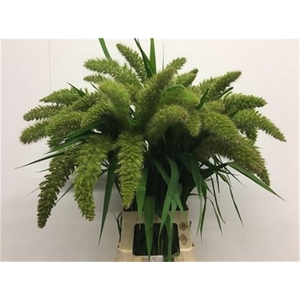 Setaria It Big Mama