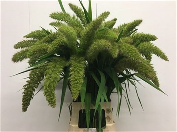 <h4>Setaria It Big Mama</h4>