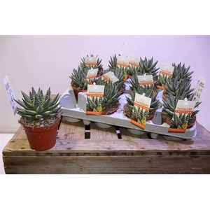 arr8 Haworthia Royal Albert