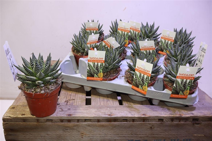 arr8 Haworthia Royal Albert