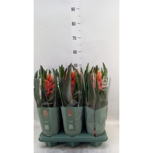 Aechmea  'Pepita Elegant Flames'