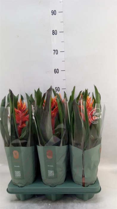<h4>Aechmea  'Pepita Elegant Flames'</h4>