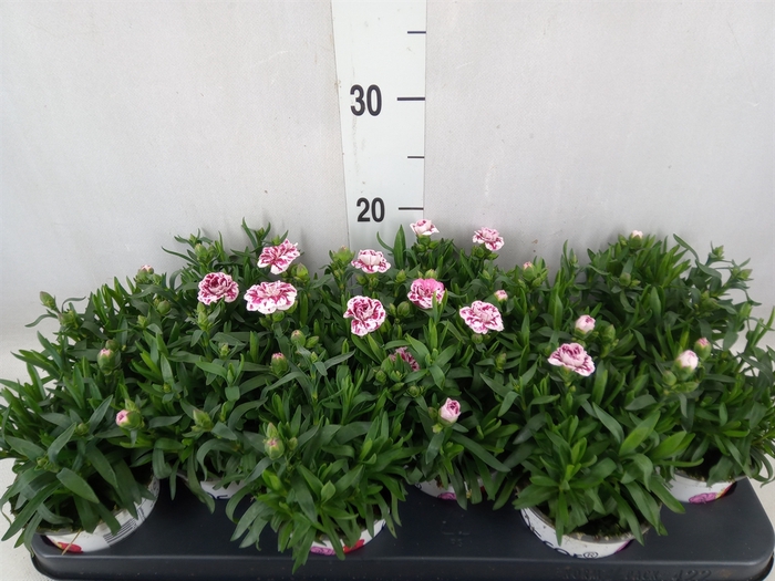 <h4>Dianthus  'Oscar Pink Star'</h4>