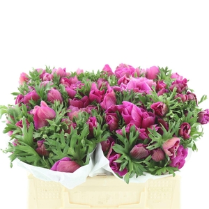 Anem Mistral Cerise Extra