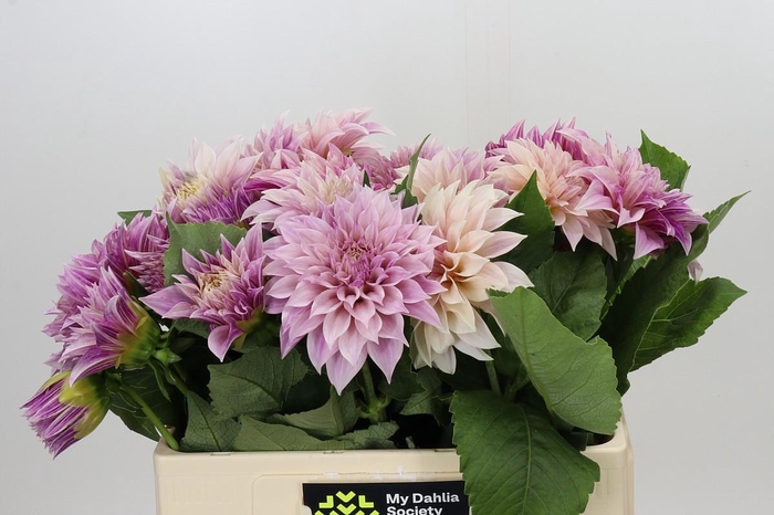 Dahlia Café au Lait