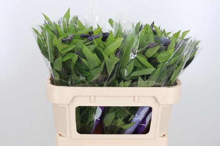 <h4>Clem Amazing Oslo</h4>