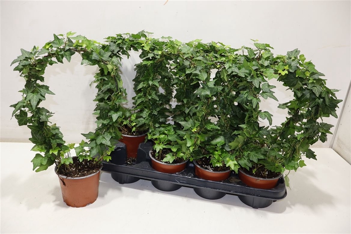 <h4>arr8 Hed He Bijz Vorm</h4>