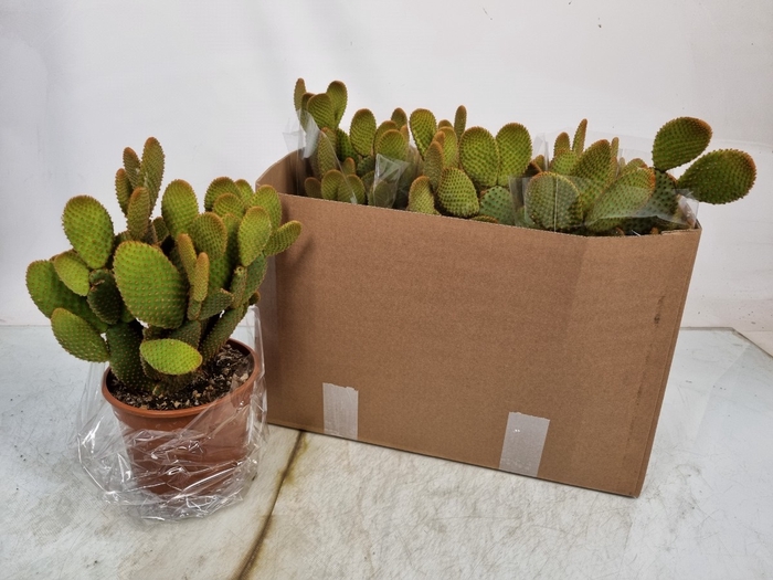 <h4>OPUNTIA MI RUFIDA</h4>