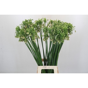 Allium Nectaroscordum Siculum