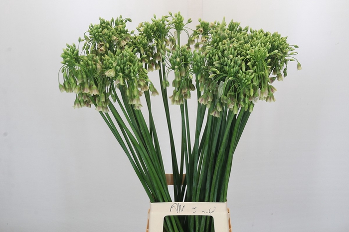 Allium Nectaroscordum Siculum
