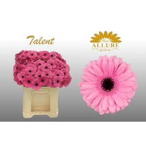 Gerbera mini 'Talent' fust 555