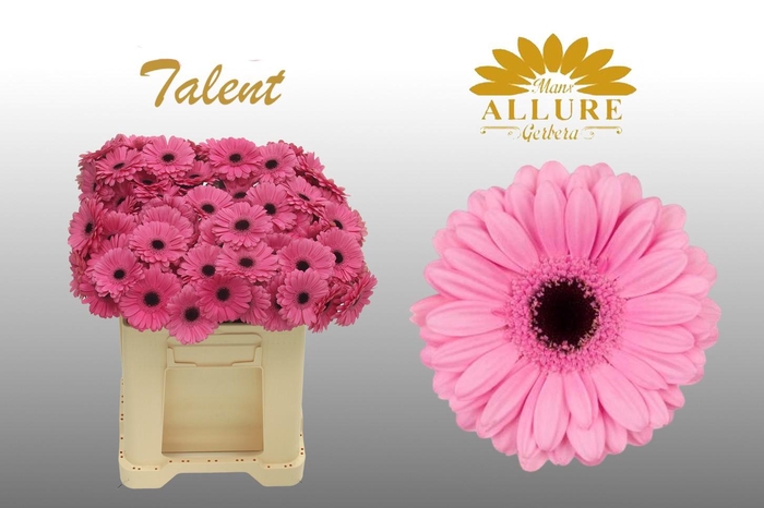 <h4>Gerbera mini 'Talent' fust 555</h4>