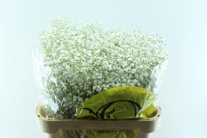 <h4>Gyps Pa Xlence</h4>