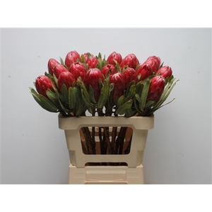 Protea Red Sensation