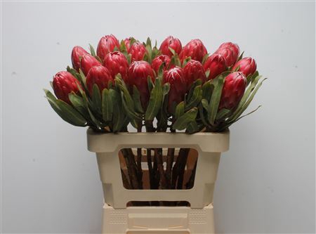 <h4>Protea Red Sensation</h4>