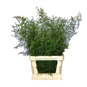 ASP SELVATICO PER STEM 100CM