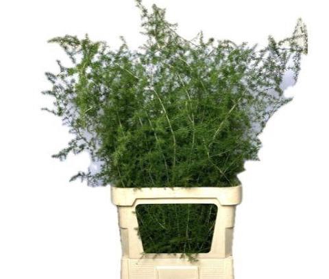 <h4>ASP SELVATICO PER STEM 100CM</h4>