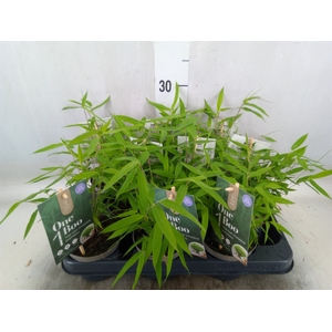 Fargesia nitida
