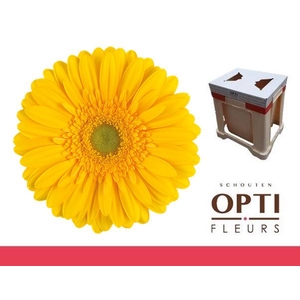 Gerbera Submarine Water