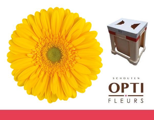 <h4>Gerbera Submarine Water</h4>