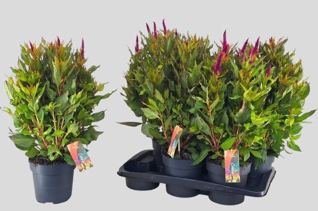 <h4>CEL PL KEL FIRE PURP</h4>