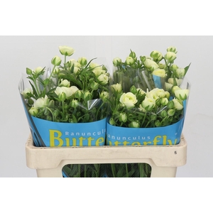 Ranunculus Butterfly Ariadne