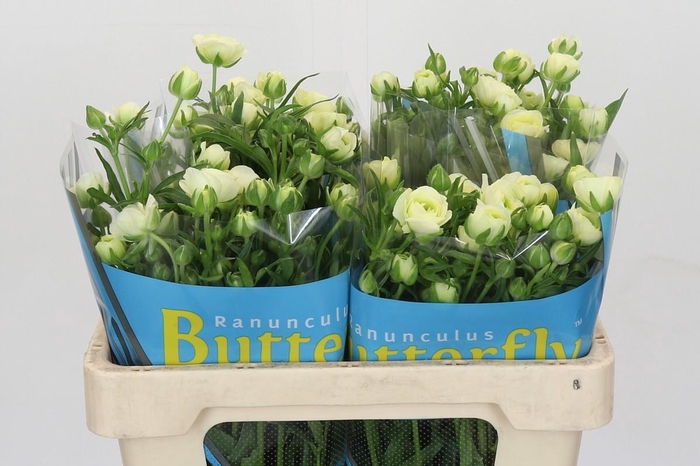<h4>Ranunculus Butterfly Graces</h4>