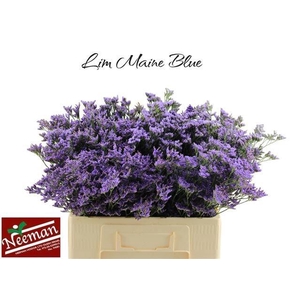 LIM MAINE BLUE