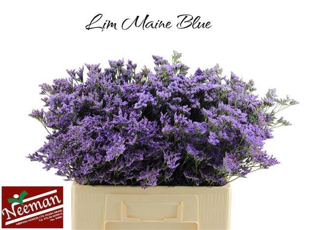 <h4>LIM MAINE BLUE</h4>