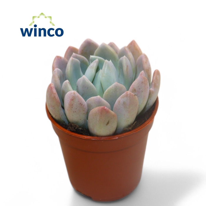 <h4>Echeveria Elegance</h4>