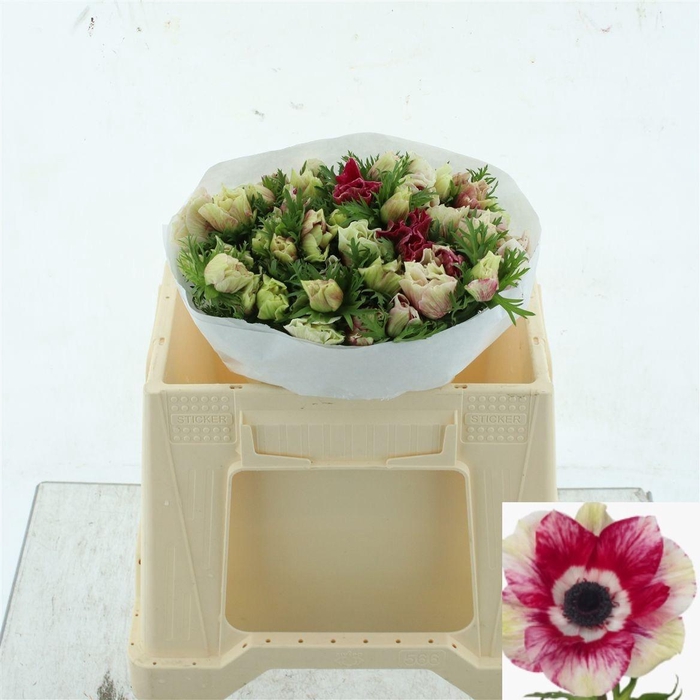 <h4>ANEM CO MIS + TIGRE</h4>