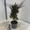 Abelia ‘Edward Goucher’ C5