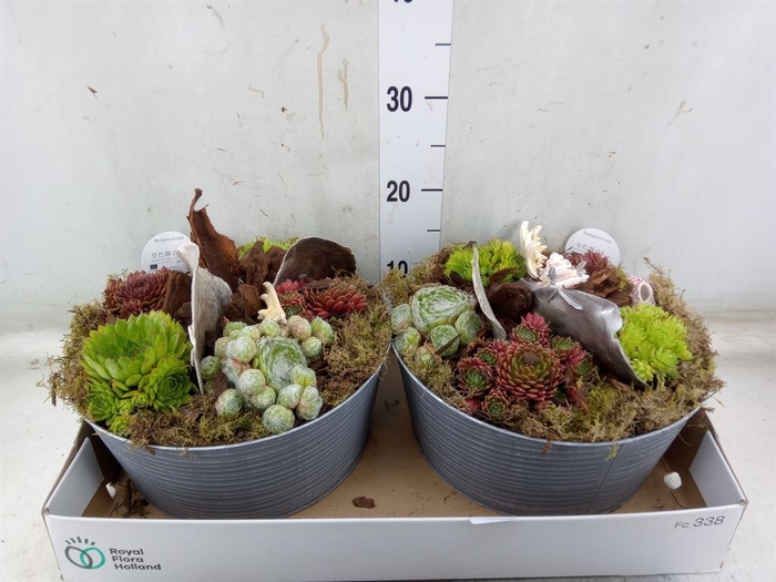 <h4>Arr.  Sempervivum L%</h4>