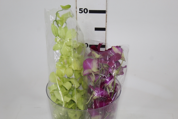 <h4>DENPHALAEN MACO MINIMO 30 FLORES</h4>