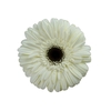 GERBERA KILIMANJARO >10 CM DIAM <05