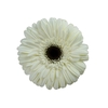 GERBERA KILIMANJARO >10 CM DIAM <05