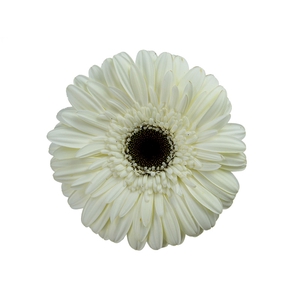 GERBERA KILIMANJARO >10 CM DIAM <05