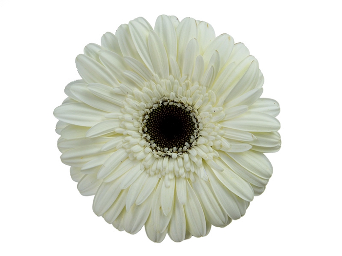 GERBERA KILIMANJARO >10 CM DIAM <05