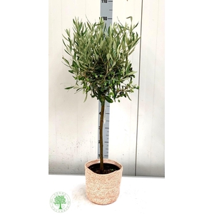 OLEA EUROPAEA