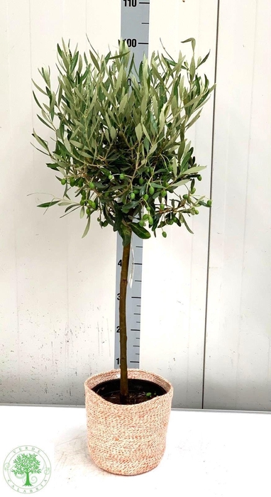 <h4>OLEA EUROPAEA</h4>