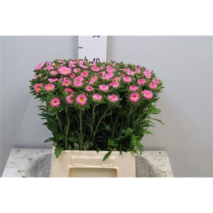 Callis Mats Pink