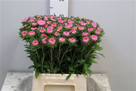 <h4>Callis Mats Pink</h4>