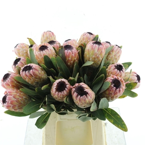 Protea Susara